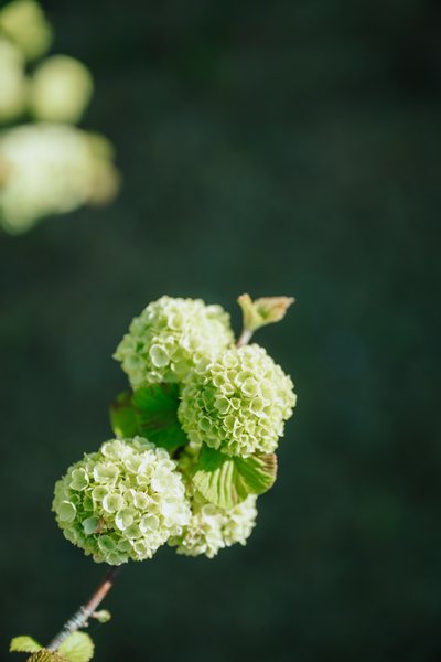 余白の庭 緑の花