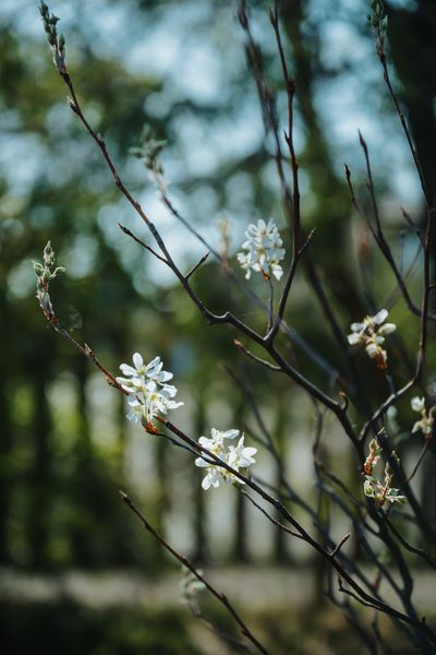 余白の庭 花のアップ