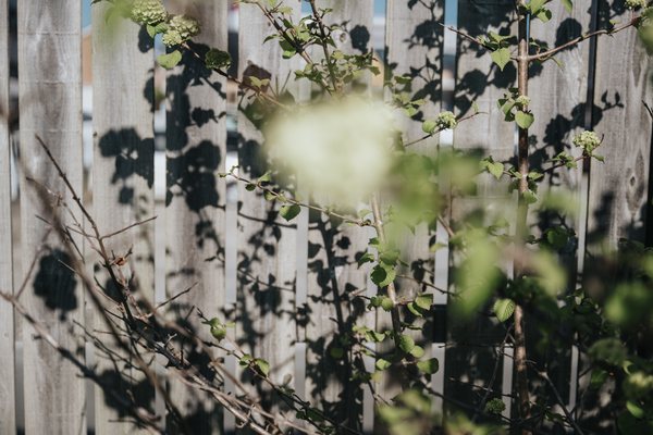 余白の庭 葉影と花