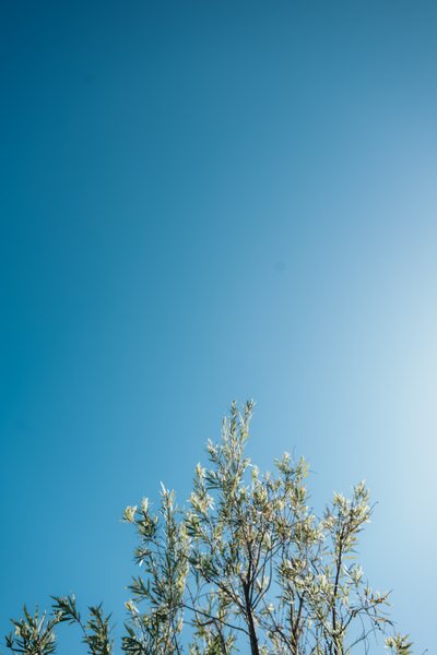 余白の庭 空と植物