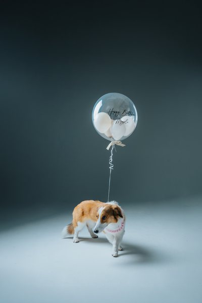 ペットフォト 犬とバルーン