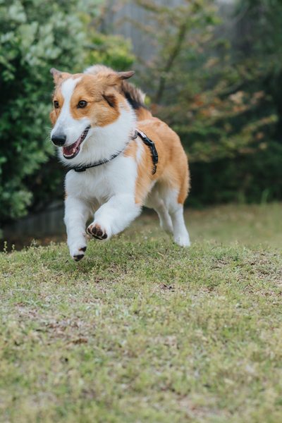 ペットフォト 庭の犬