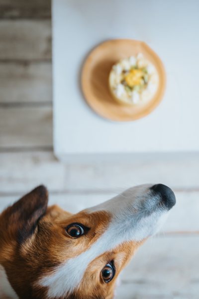 ペットフォト 犬のディテール